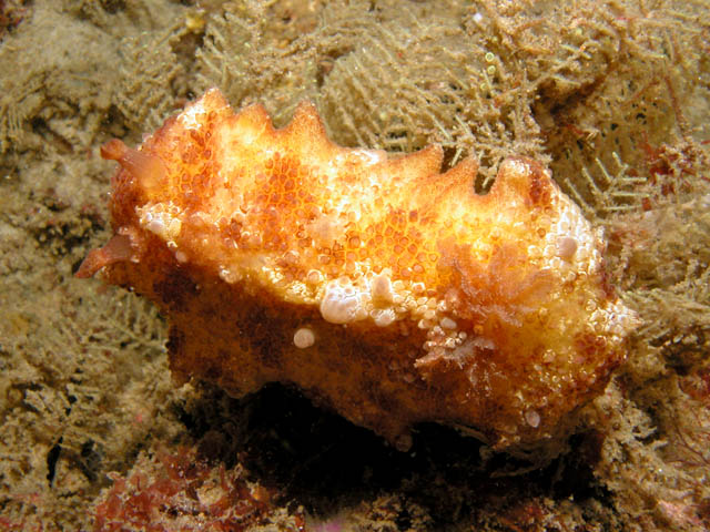 Sclerodoris sp